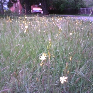 Bulbine bulbosa at Kingston, ACT - 12 Oct 2010