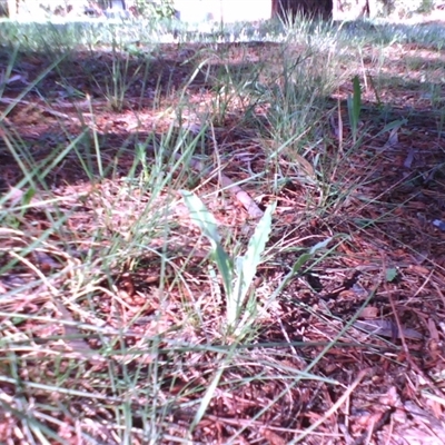 Hackelia suaveolens (Sweet Hounds Tongue) at Kingston, ACT - 14 Oct 2010 by JasonPStewartNMsnc2016