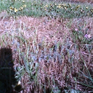 Linaria arvensis at Kingston, ACT - 14 Oct 2010