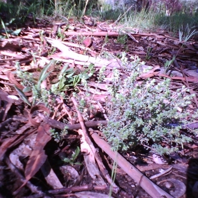 Pultenaea procumbens (Bush Pea) at Kingston, ACT - 13 Oct 2010 by JasonPStewartNMsnc2016