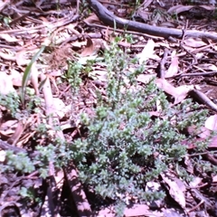 Pultenaea procumbens at Kingston, ACT - 14 Oct 2010 09:32 AM