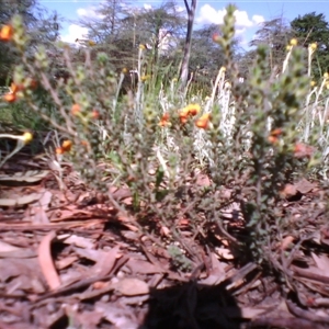 Pultenaea at Kingston, ACT - 22 Oct 2010 03:51 PM