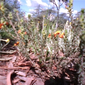 Pultenaea at Kingston, ACT - 22 Oct 2010 03:51 PM