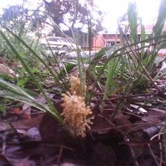 Lomandra multiflora (Many-flowered Matrush) at Kingston, ACT - 2 Nov 2010 by JasonPStewartNMsnc2016