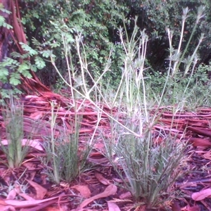 Eryngium ovinum at Kingston, ACT - 2 Nov 2010 07:14 PM