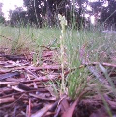 Hymenochilus sp. at Kingston, ACT - 2 Nov 2010 by JasonPStewartNMsnc2016