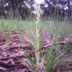 Hymenochilus sp. at Kingston, ACT - suppressed