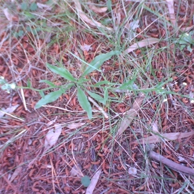 Hackelia suaveolens (Sweet Hounds Tongue) at Kingston, ACT - 9 Nov 2010 by JasonPStewartNMsnc2016