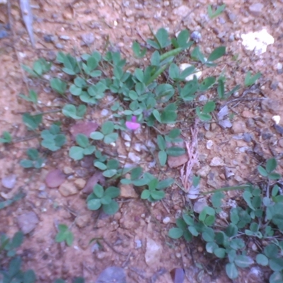 Glycine tabacina (Variable Glycine) at Kingston, ACT - 13 Nov 2010 by JasonPStewartNMsnc2016