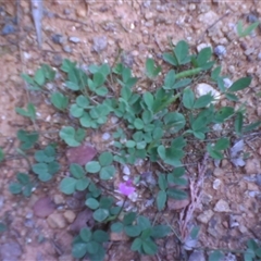 Glycine tabacina at Kingston, ACT - 13 Nov 2010 03:31 PM