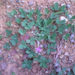 Glycine tabacina at Kingston, ACT - 13 Nov 2010 03:31 PM