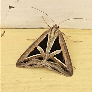 Trigonodes hyppasia at Bogan Gate, NSW - 11 Oct 2024 08:10 AM
