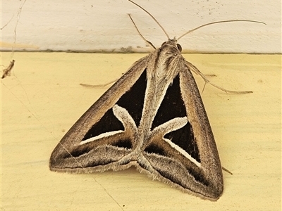 Trigonodes hyppasia (Triangle Owlet) at Bogan Gate, NSW - 11 Oct 2024 by Wolfdogg