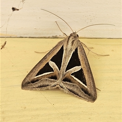 Trigonodes hyppasia (Triangle Owlet) at Bogan Gate, NSW - 11 Oct 2024 by Wolfdogg