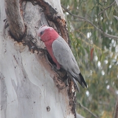 Eolophus roseicapilla (Galah) at Cooma, NSW - 17 Oct 2024 by mahargiani