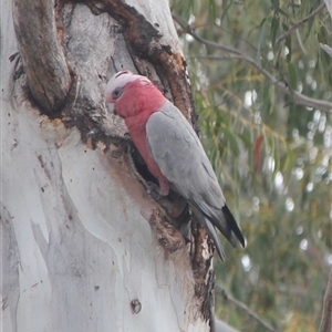 Eolophus roseicapilla at Cooma, NSW - 17 Oct 2024 02:14 PM