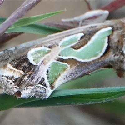 Cosmodes elegans (Green Blotched Moth) at Hall, ACT - 16 Oct 2024 by Anna123