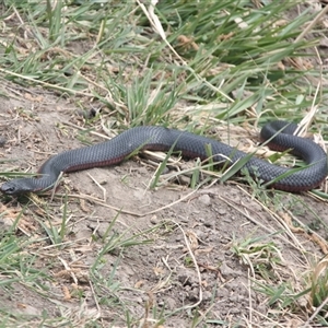 Pseudechis porphyriacus at Cooma, NSW - 17 Oct 2024