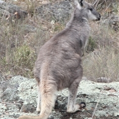 Osphranter robustus robustus (Eastern Wallaroo) at Cooma, NSW - 17 Oct 2024 by mahargiani