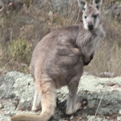 Osphranter robustus robustus at Cooma, NSW - 17 Oct 2024