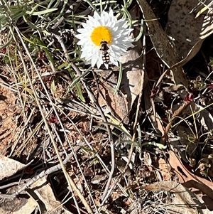 Simosyrphus grandicornis at Campbell, ACT - 13 Oct 2024