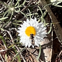 Simosyrphus grandicornis at Campbell, ACT - 13 Oct 2024 03:44 PM