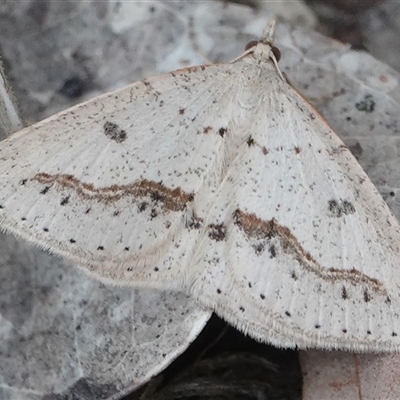 Taxeotis stereospila (Taxeotis stereospila) at Hall, ACT - 16 Oct 2024 by Anna123