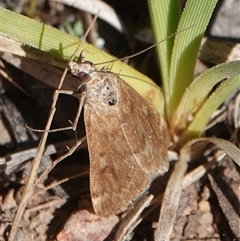 Metasia (genus) (A Crambid moth) at Hall, ACT - 16 Oct 2024 by Anna123