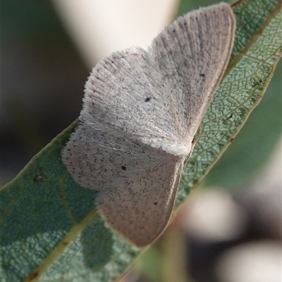 Scopula optivata (Varied Wave) at Hall, ACT - 17 Oct 2024 by Anna123