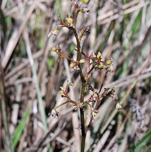 Dianella revoluta var. revoluta at Hawker, ACT - 16 Oct 2024 11:07 AM