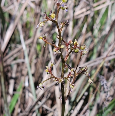 Dianella revoluta var. revoluta (Black-Anther Flax Lily) at Hawker, ACT - 16 Oct 2024 by sangio7