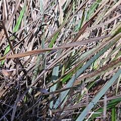 Dianella revoluta var. revoluta at Hawker, ACT - 16 Oct 2024 11:07 AM