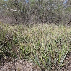 Dianella revoluta var. revoluta at Hawker, ACT - 16 Oct 2024 11:07 AM