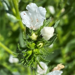 Echium plantagineum at Nicholls, ACT - 17 Oct 2024 12:08 PM