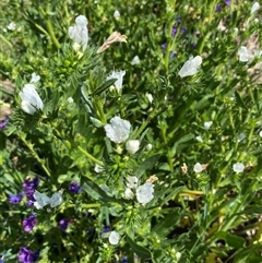 Echium plantagineum at Nicholls, ACT - 17 Oct 2024 12:08 PM