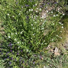 Echium plantagineum at Nicholls, ACT - 17 Oct 2024 12:08 PM