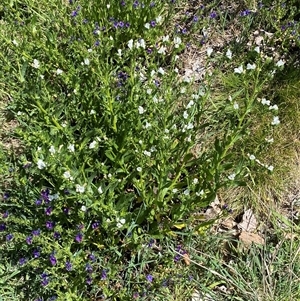 Echium plantagineum at Nicholls, ACT - 17 Oct 2024