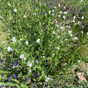 Echium plantagineum at Nicholls, ACT - 17 Oct 2024