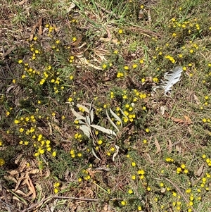 Hibbertia calycina at Nicholls, ACT - 17 Oct 2024 12:51 PM