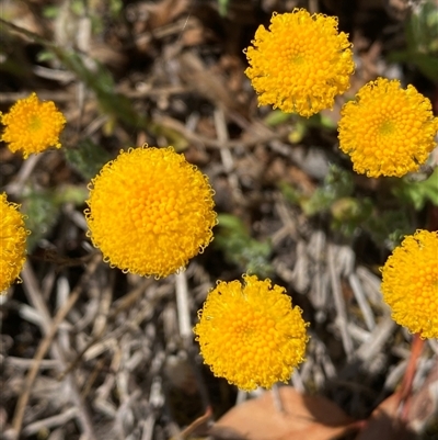 Leptorhynchos squamatus (Scaly Buttons) at Nicholls, ACT - 17 Oct 2024 by SteveBorkowskis