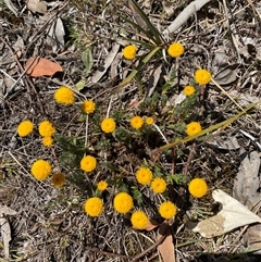 Leptorhynchos squamatus at Nicholls, ACT - 17 Oct 2024