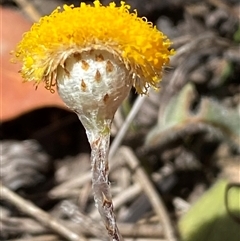 Leptorhynchos squamatus at Nicholls, ACT - 17 Oct 2024