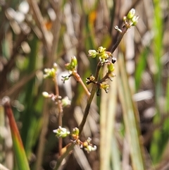 Dianella revoluta var. revoluta (Black-Anther Flax Lily) at Hawker, ACT - 16 Oct 2024 by sangio7