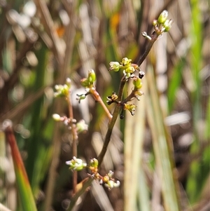 Dianella revoluta var. revoluta at Hawker, ACT - 16 Oct 2024 11:10 AM