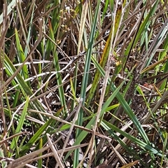 Dianella revoluta var. revoluta at Hawker, ACT - 16 Oct 2024 11:10 AM