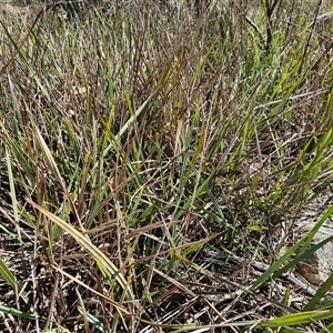 Dianella revoluta var. revoluta at Hawker, ACT - 16 Oct 2024 11:10 AM