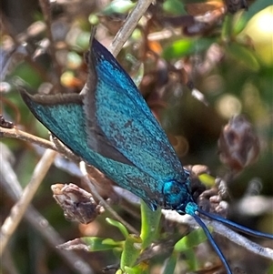 Pollanisus (genus) at Nicholls, ACT - 17 Oct 2024