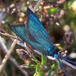 Pollanisus (genus) at Nicholls, ACT - 17 Oct 2024