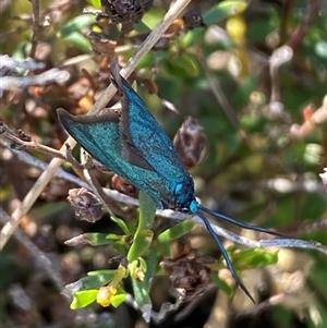 Pollanisus (genus) at Nicholls, ACT - 17 Oct 2024