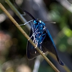 Pollanisus (genus) at Nicholls, ACT - 17 Oct 2024